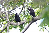 White-necked Crowborder=